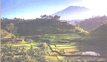 A Bali rice paddies scene