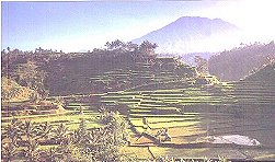 A terraced rice-field, typical scenery of the countryside.